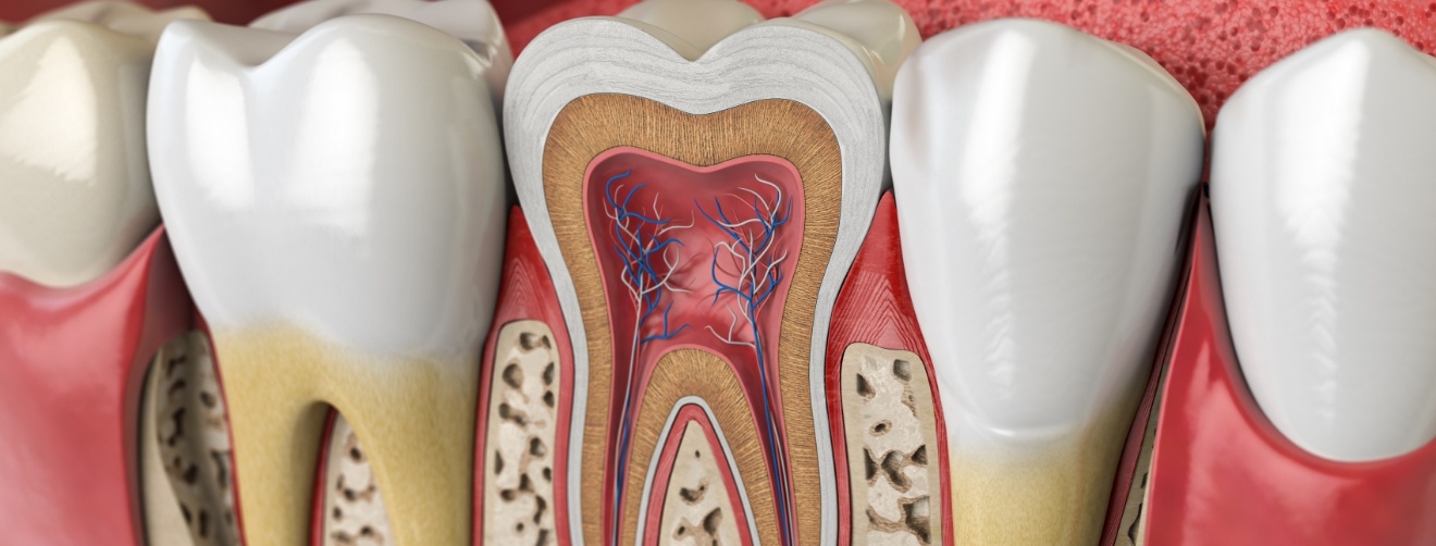 Illustration of teeth showing the root canals inside